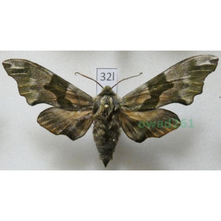 Mimas tiliae (Linnaeus, 1758) Nastrosz lipowiec Poland32l